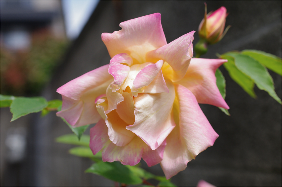 �o���c�̃t�H�[�`�����Y�E�_�u���E�C�G���[�A�N���b�N�Ŏʐ^�g��