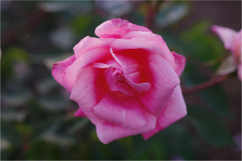 �o���c�̃h�N�^�[�E�O�����A�N���b�N�Ŏʐ^�g��